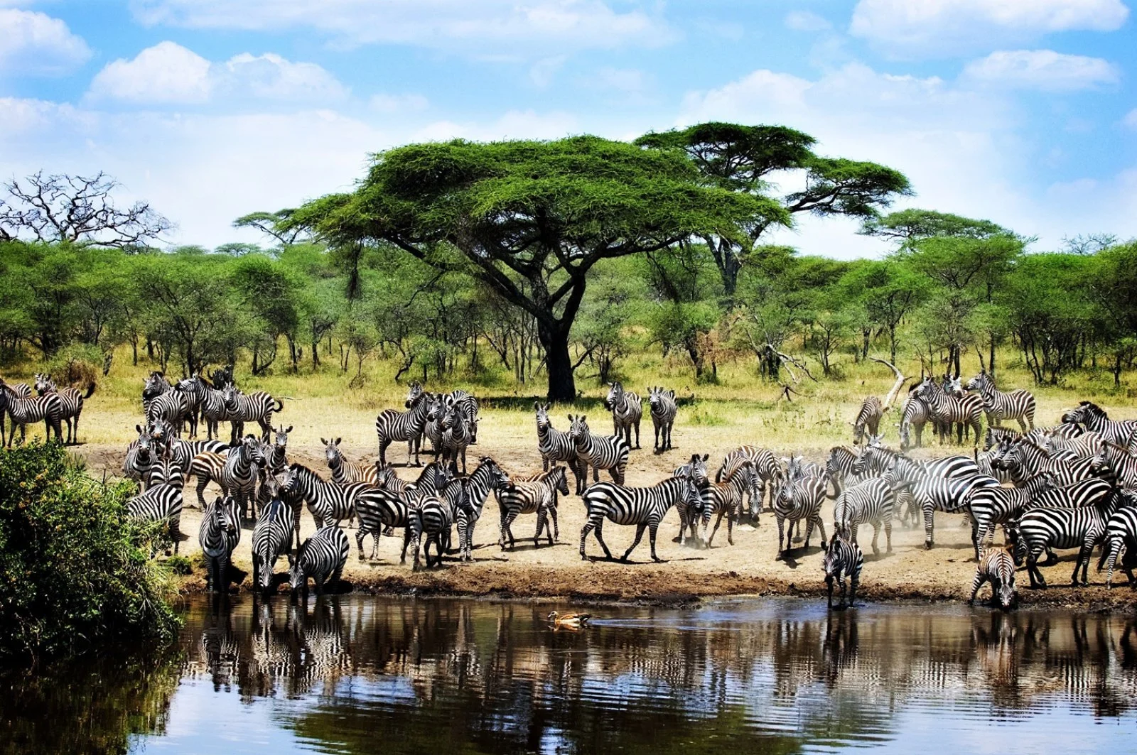 Serengeti National Park - immagine 1 di 2