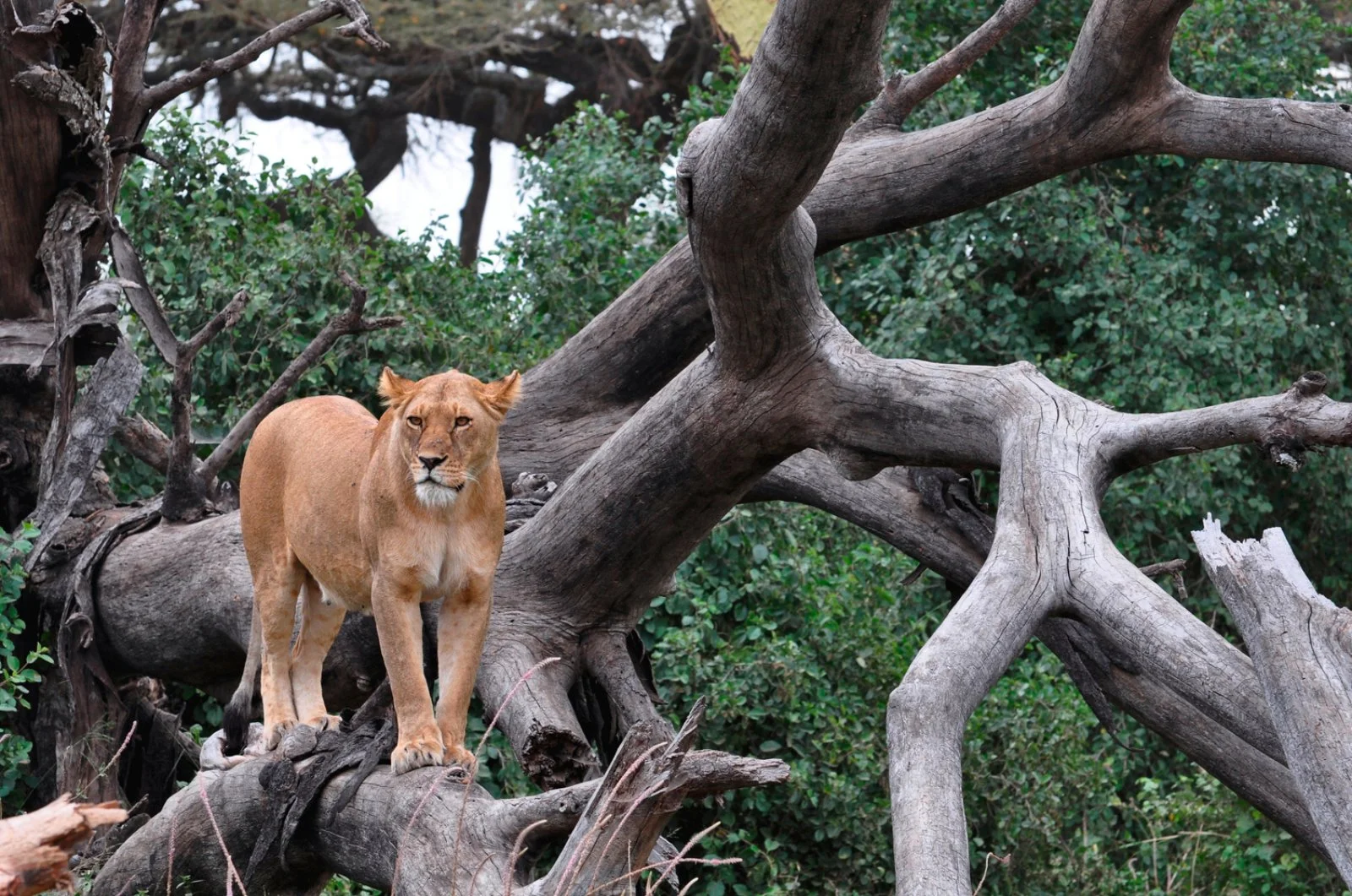 Serengeti National Park - immagine 2 di 2