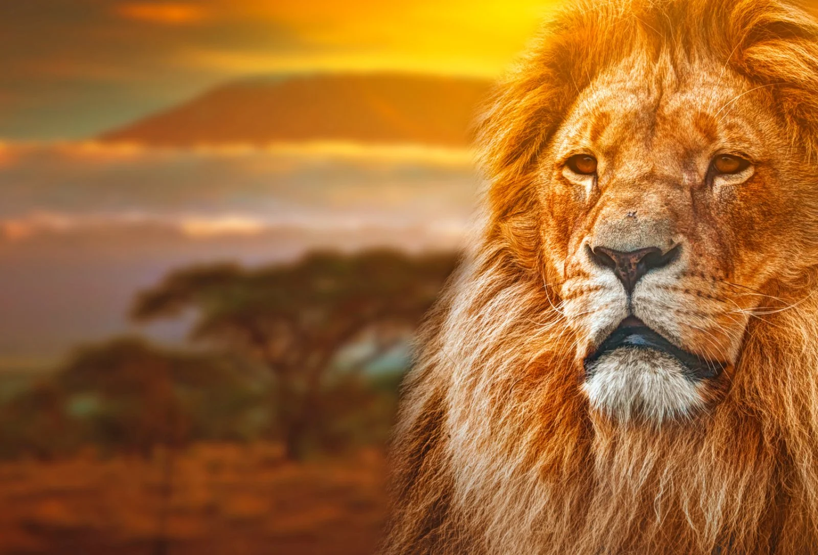 Amboseli National Park - Lake Nakuru - immagine 1 di 2