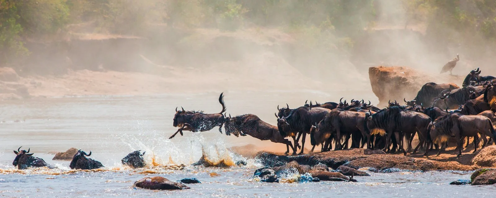 Riserva Masai Mara - Nairobi - Zanzibar - immagine 1 di 3