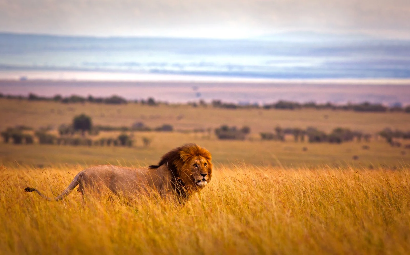 Riserva Masai Mara - immagine 3 di 3
