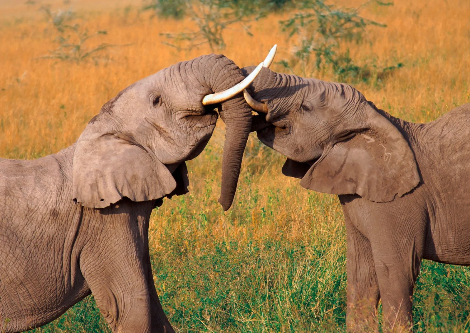 Mombasa - Tsavo Est - immagine 2 di 2