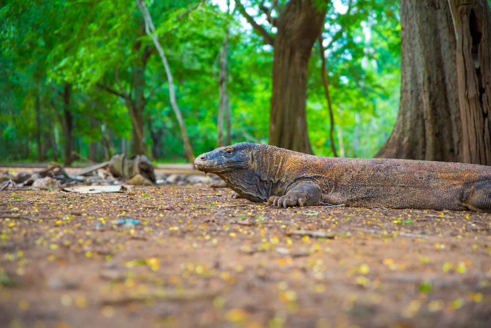 Labuan Bajo - Komodo - Labuan Bajo