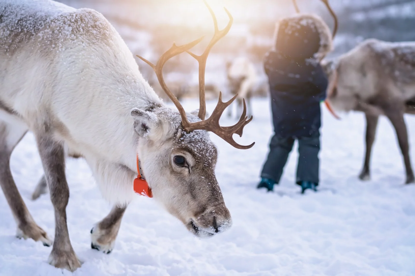 Tromso E Lofoten Smart 