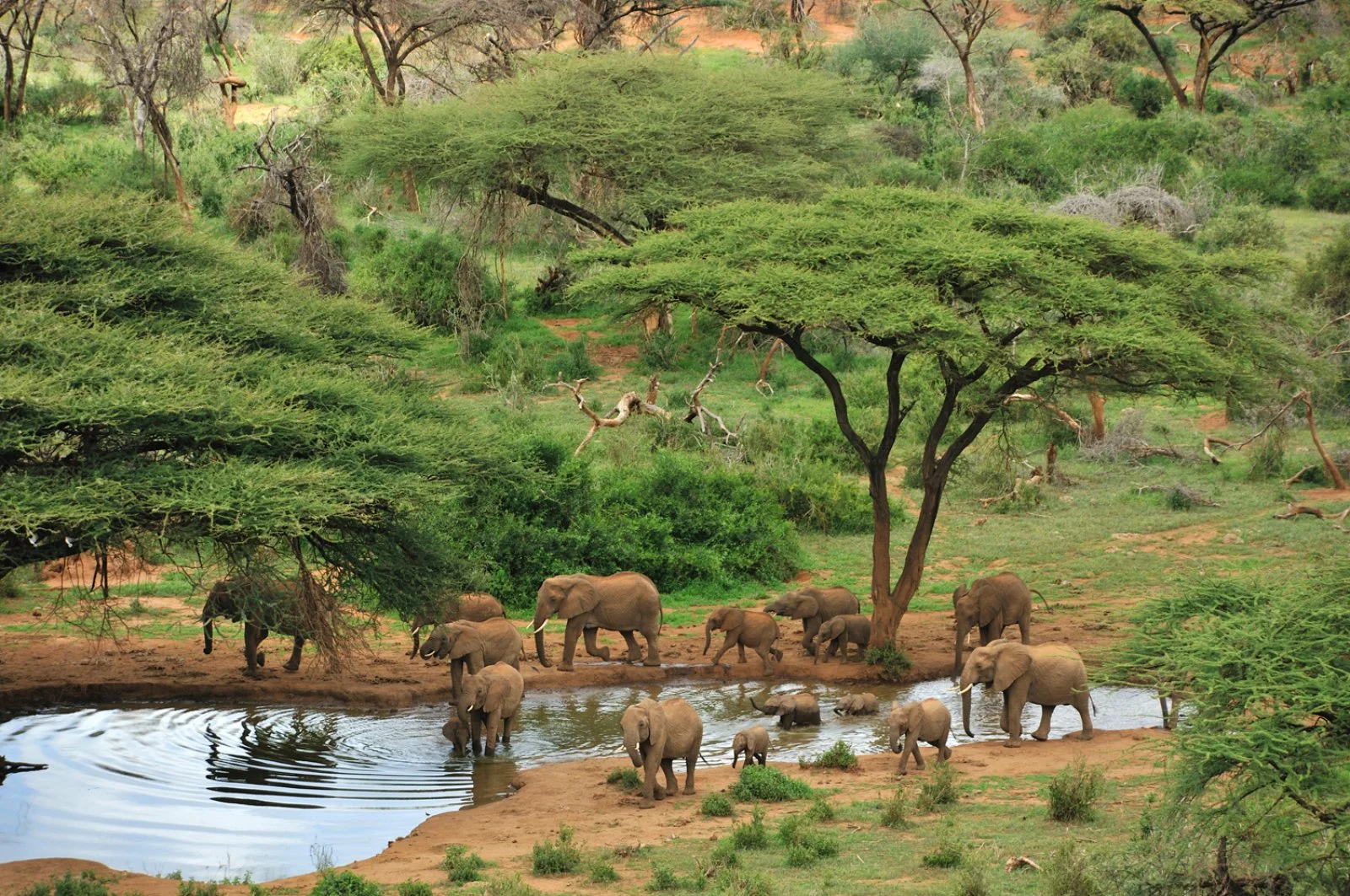 TSAVO EST/TAITA HILLS (75 km)