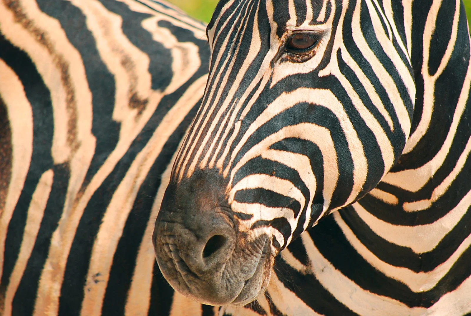MOMBASA/TSAVO EST (260 km)