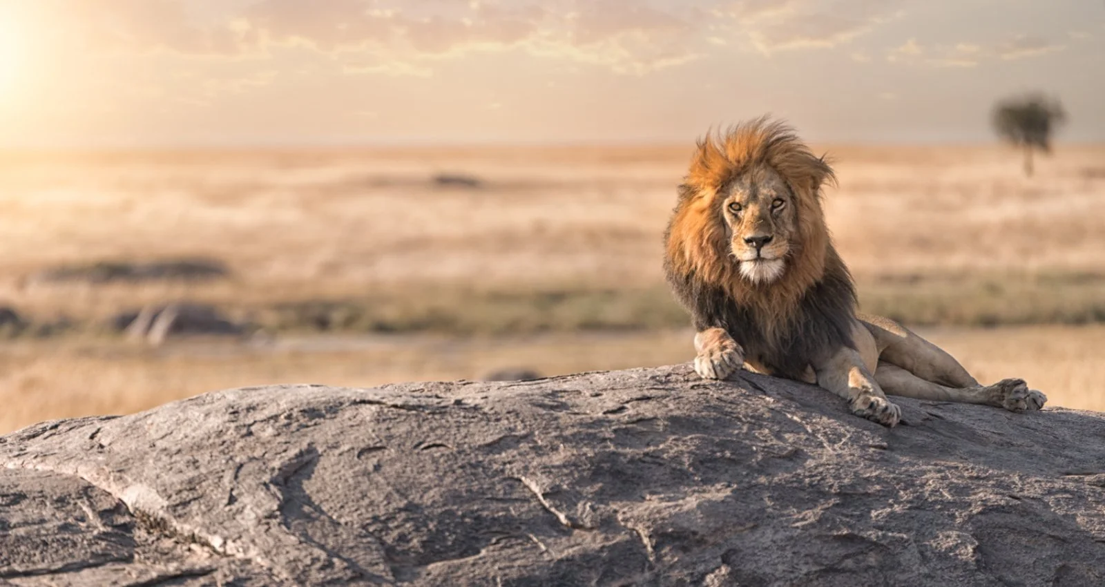 Animali nella savana africana