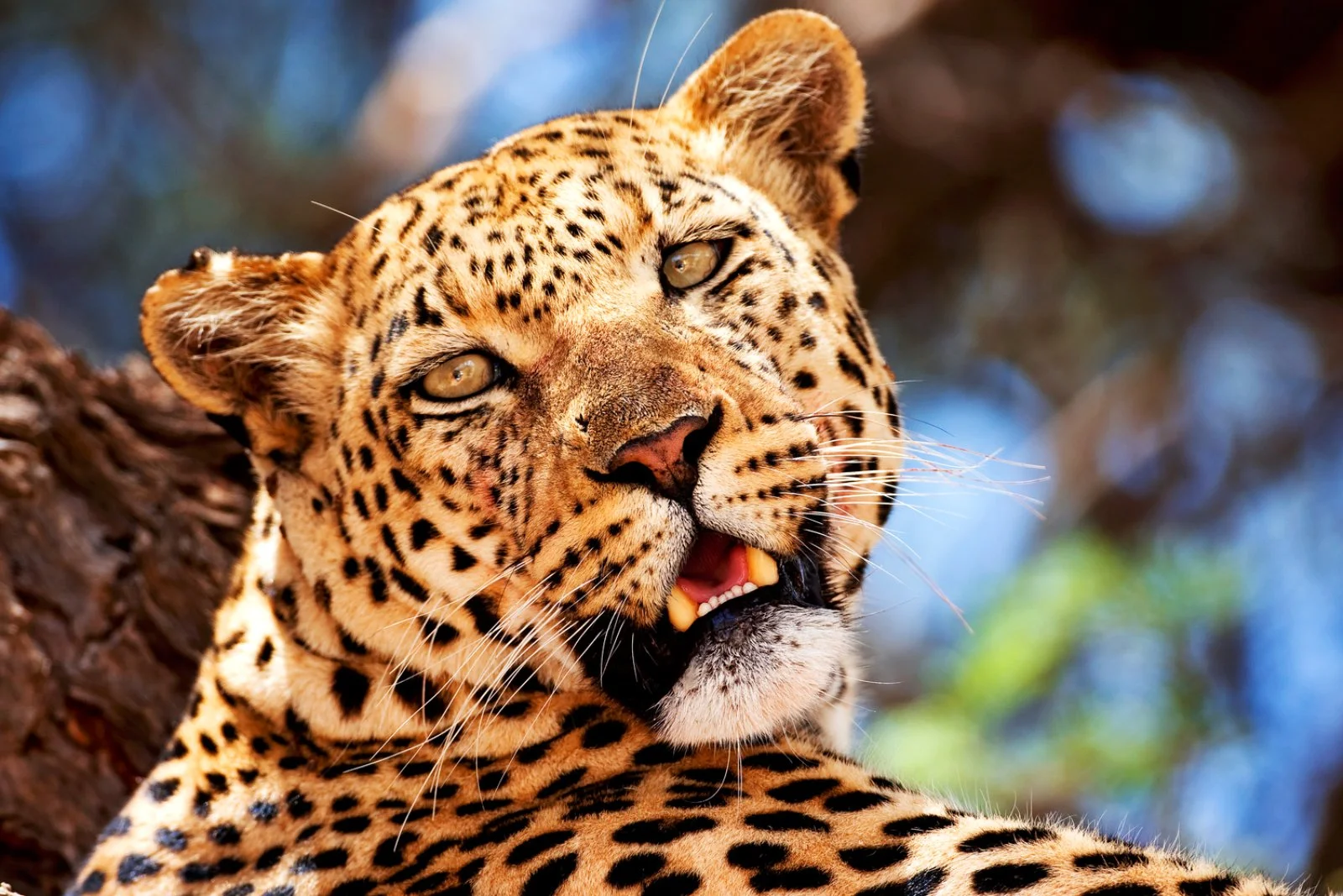 Safari Intour Kilimanjaro - Leopardo