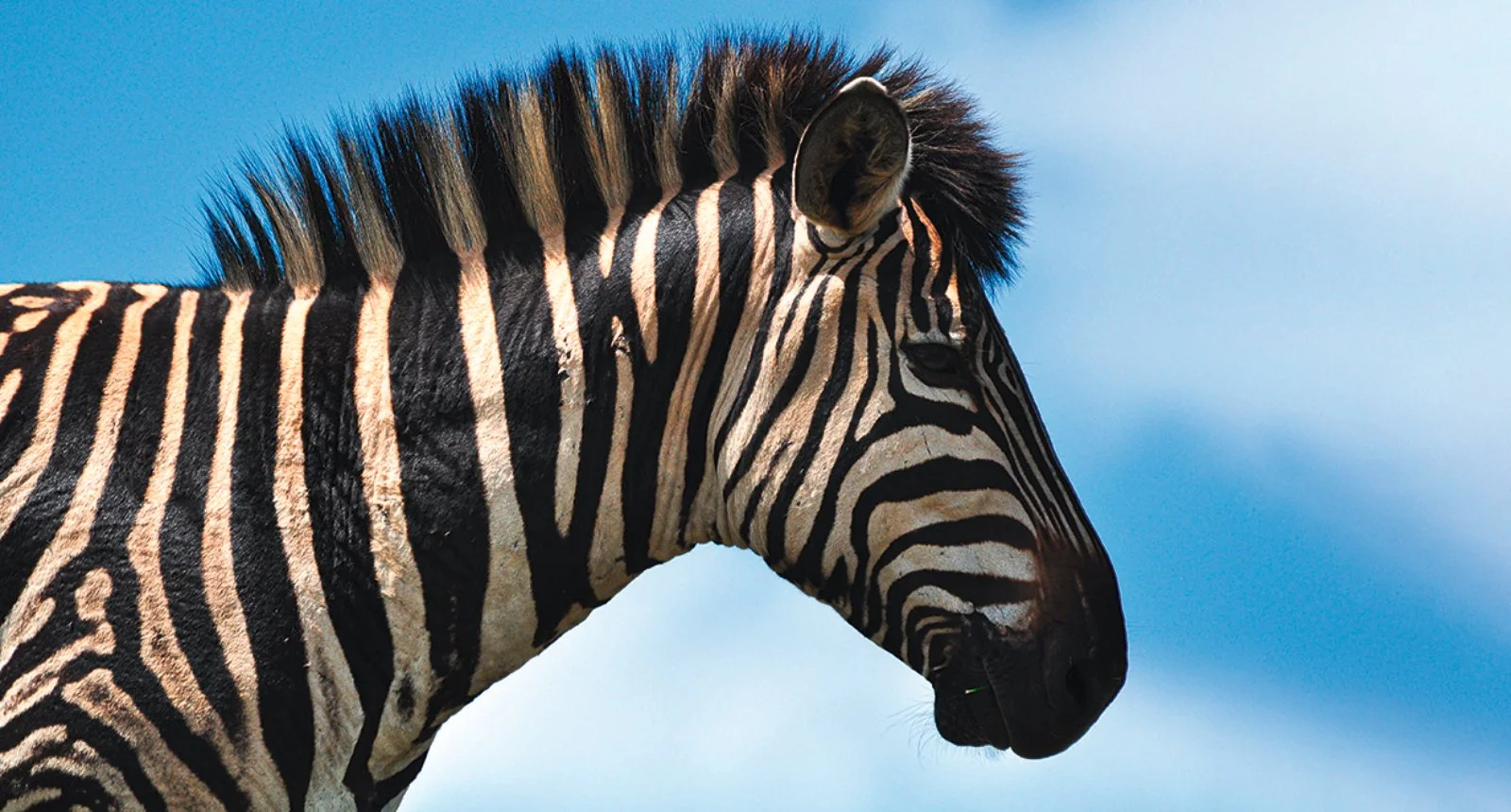 Amboseli/Taita Hills (202 km)