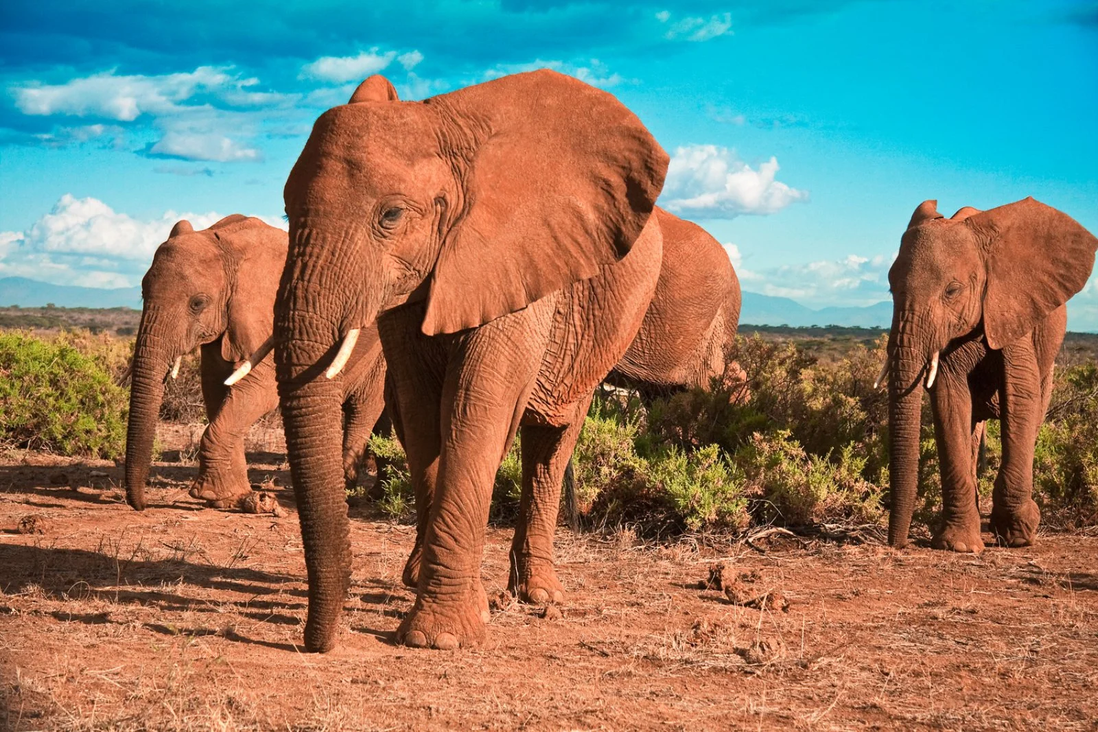 Amboseli/Lago Navaisha (320 km)