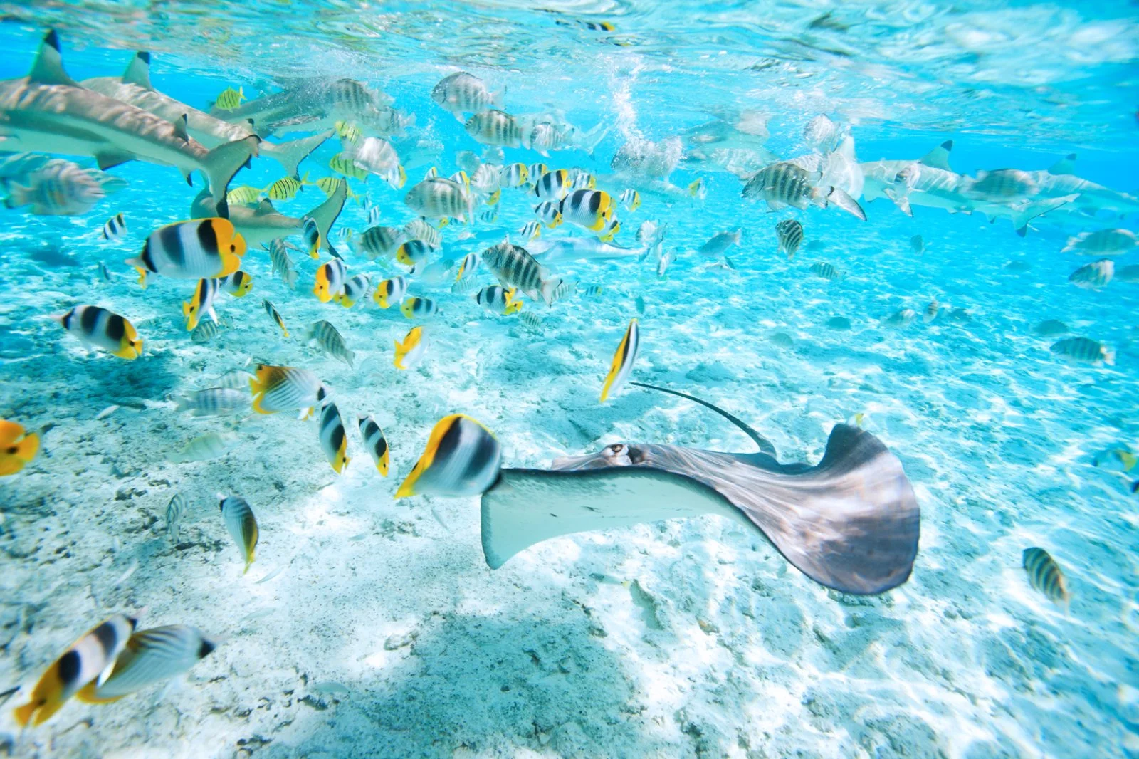 Bora Bora - immagine 1 di 2