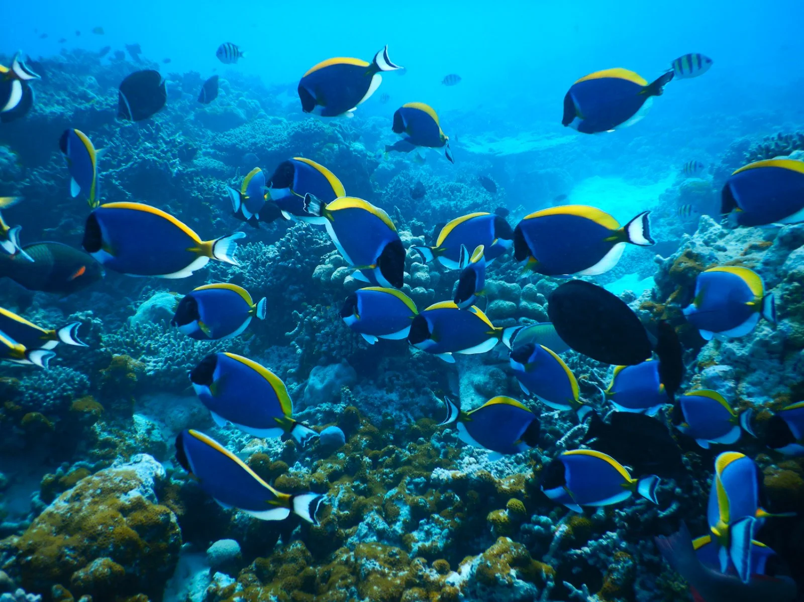 Maldive