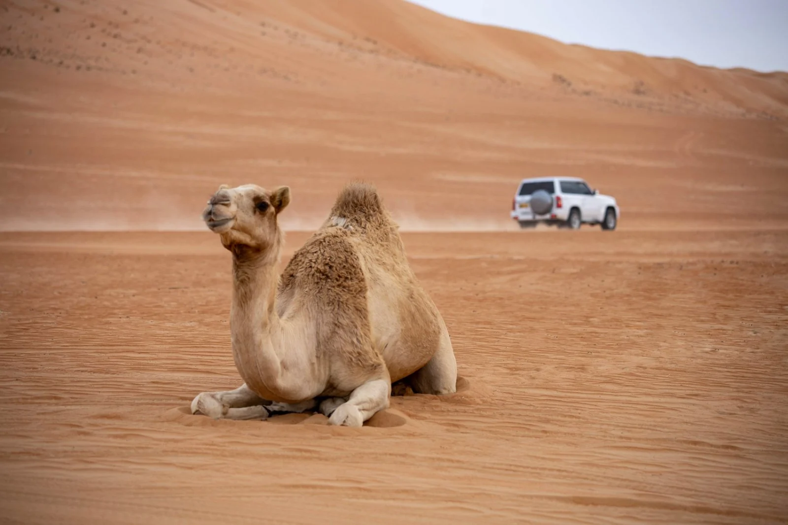 Deserto di Wahiba