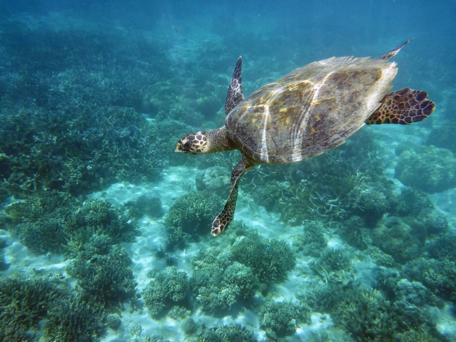 Riserva marina di Nosy Tanikely