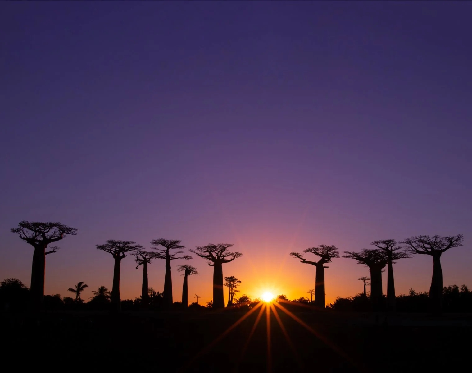 La foresta di baobab della Riserva di Reniala