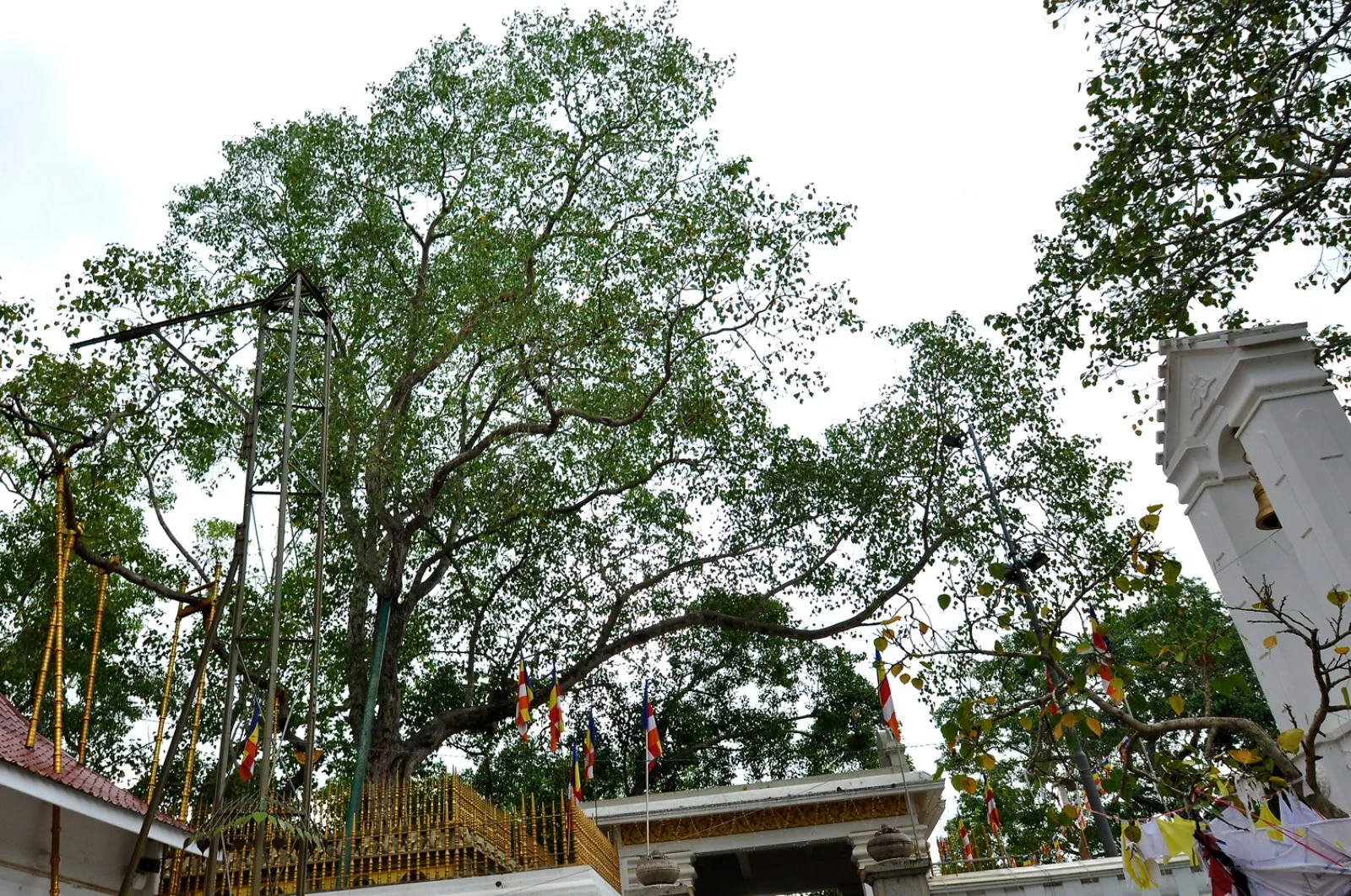 Visita al sacro albero Sri Maha Bodhi
