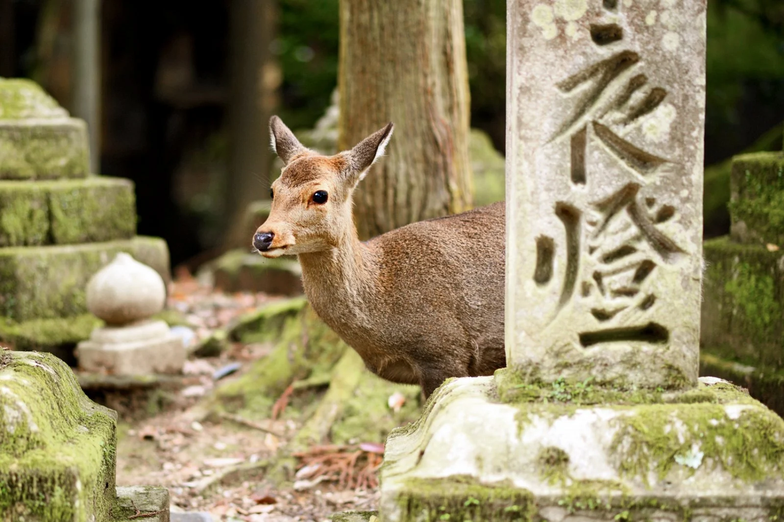 Kyoto - immagine 1 di 3