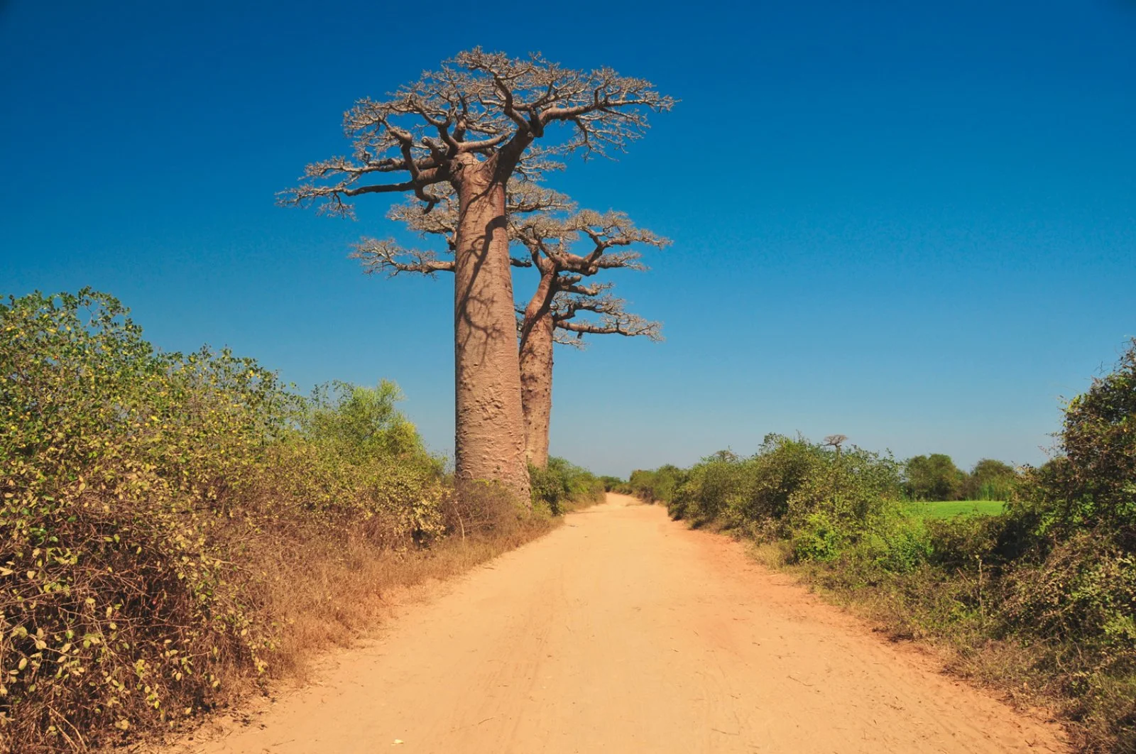 Baobab e tombe tradizionali nel sud