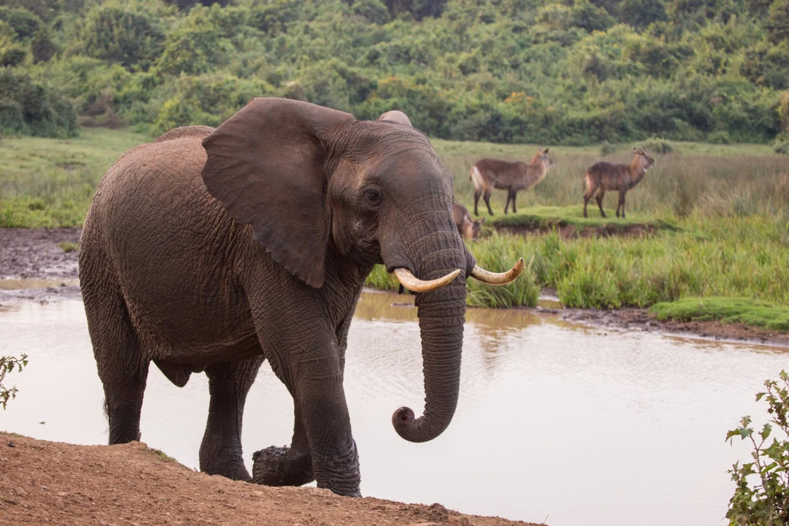 Tsavo West National Park: paesaggi vulcanici e natura selvaggia in movimento