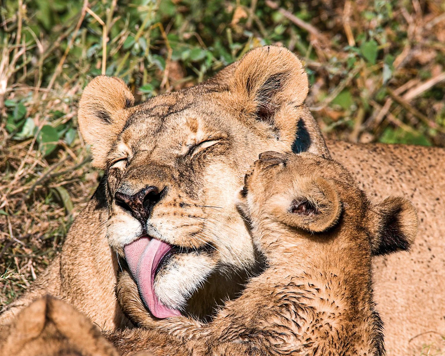Taita Hills Wildlife Sanctuary: il safari più intimo tra natura e silenzi