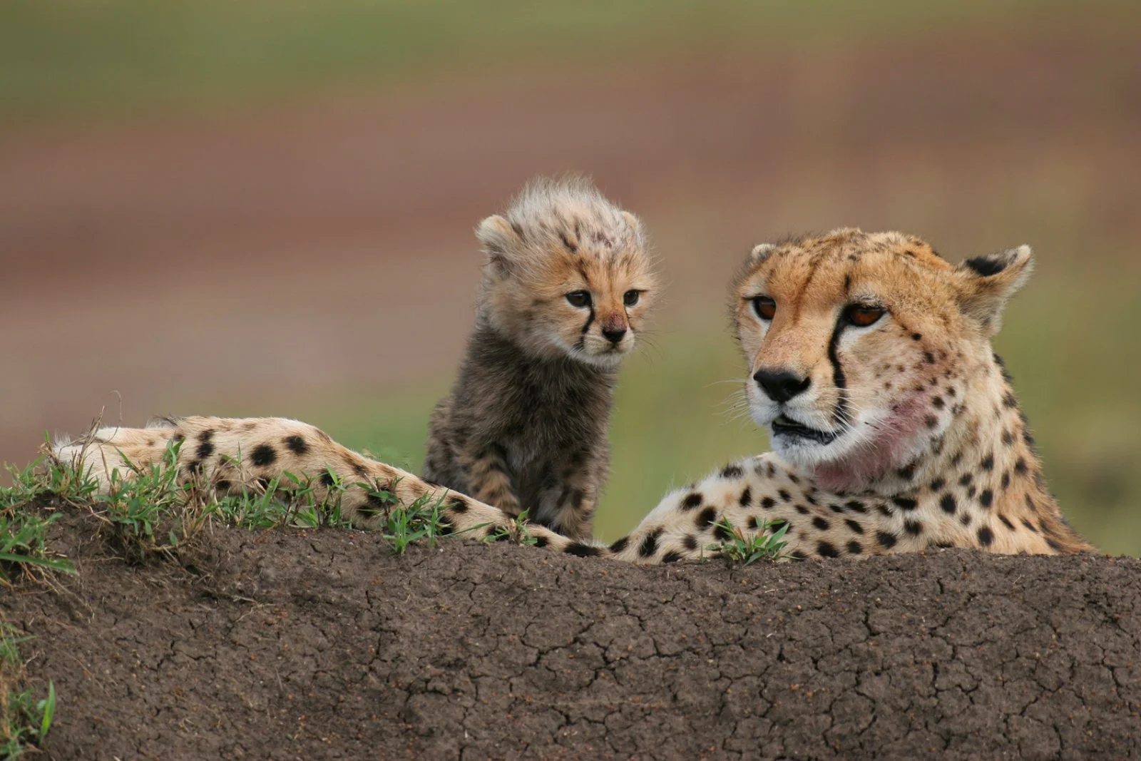 Masai Mara National Reserve: il grande spettacolo della savana africana