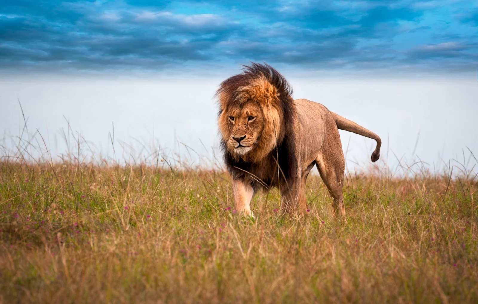 Game Drive Mattutino - Serengeti
