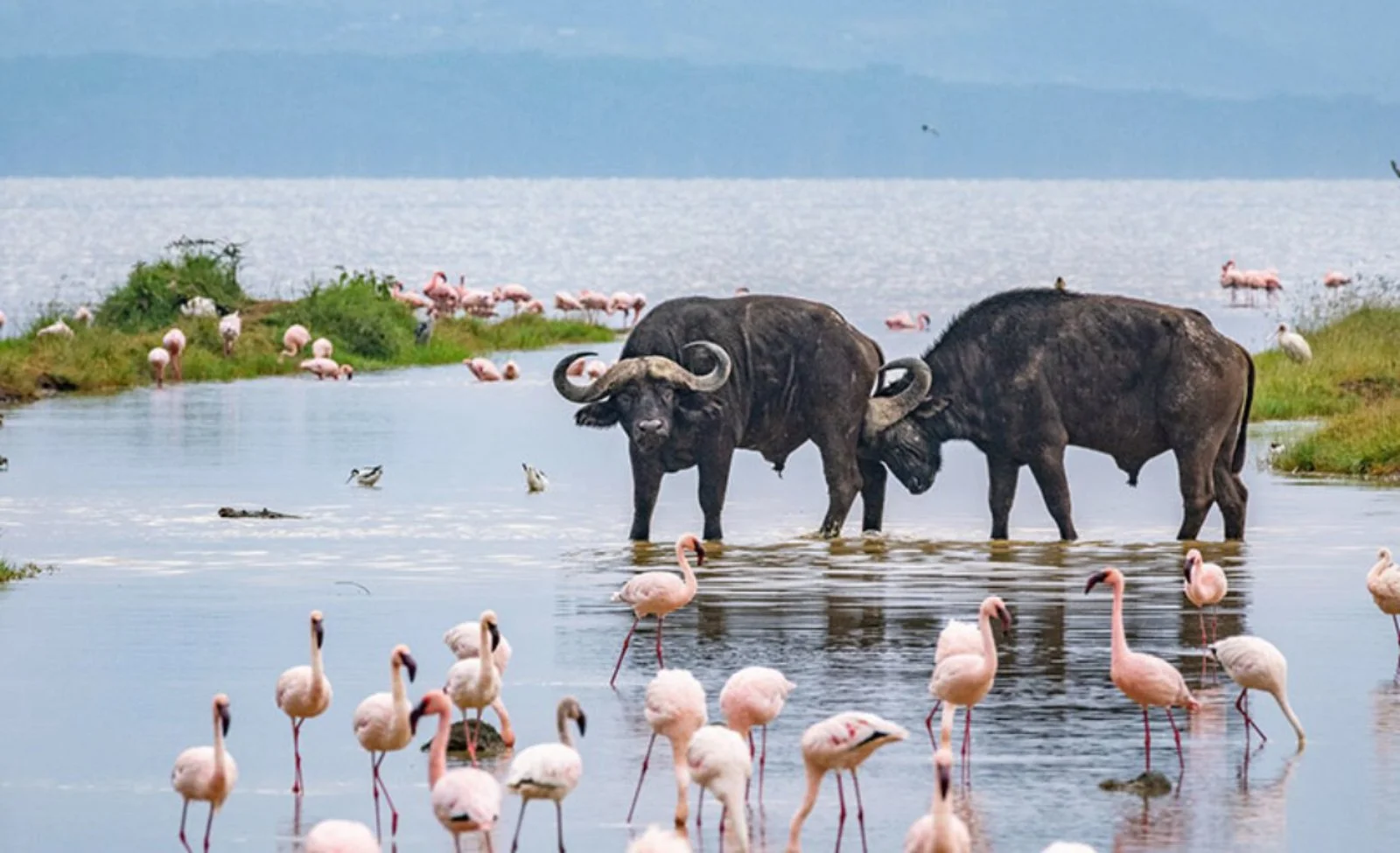 Lake Naivasha: la natura si fa calma tra acqua e paesaggi della Rift Valley