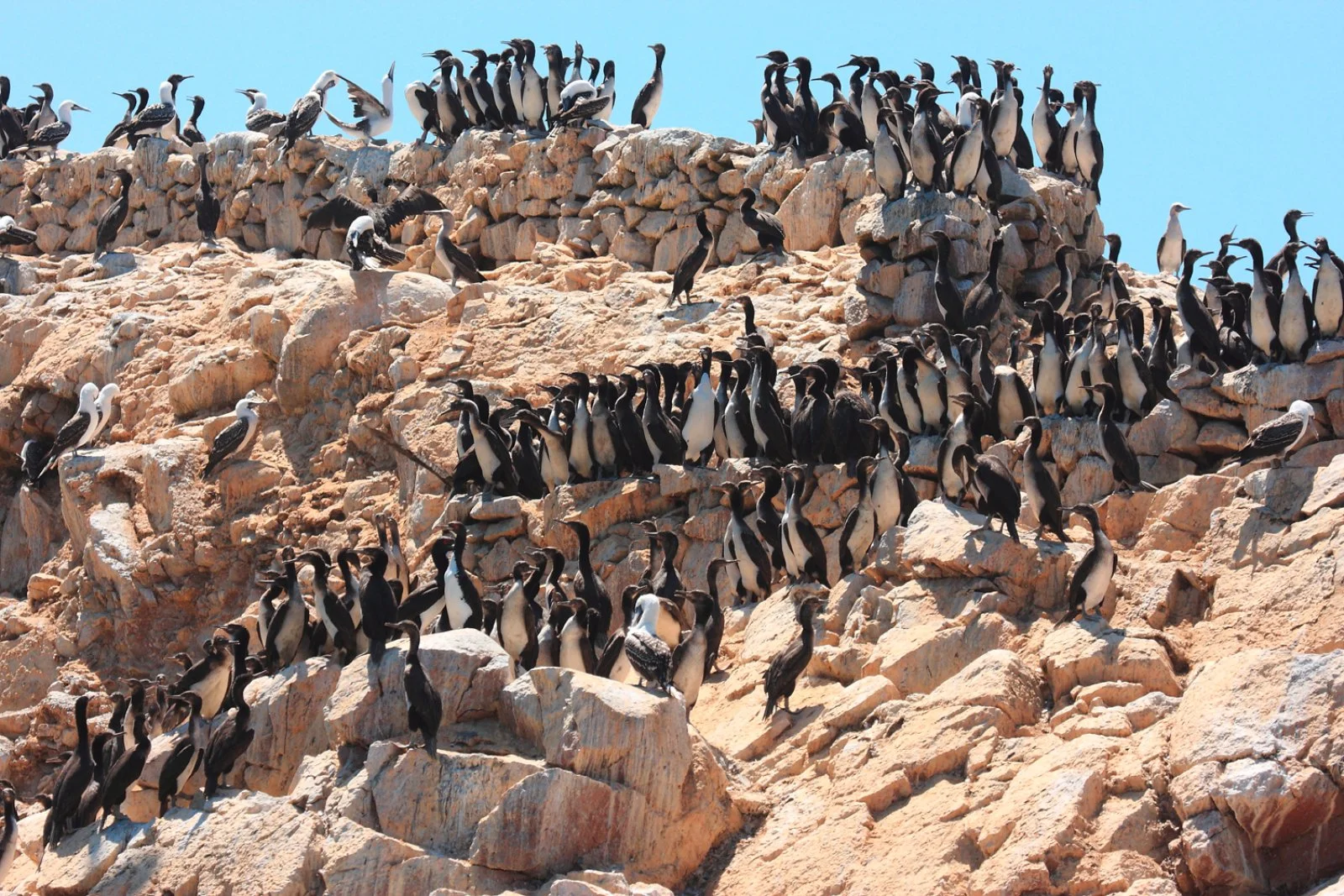 Paracas – Lima