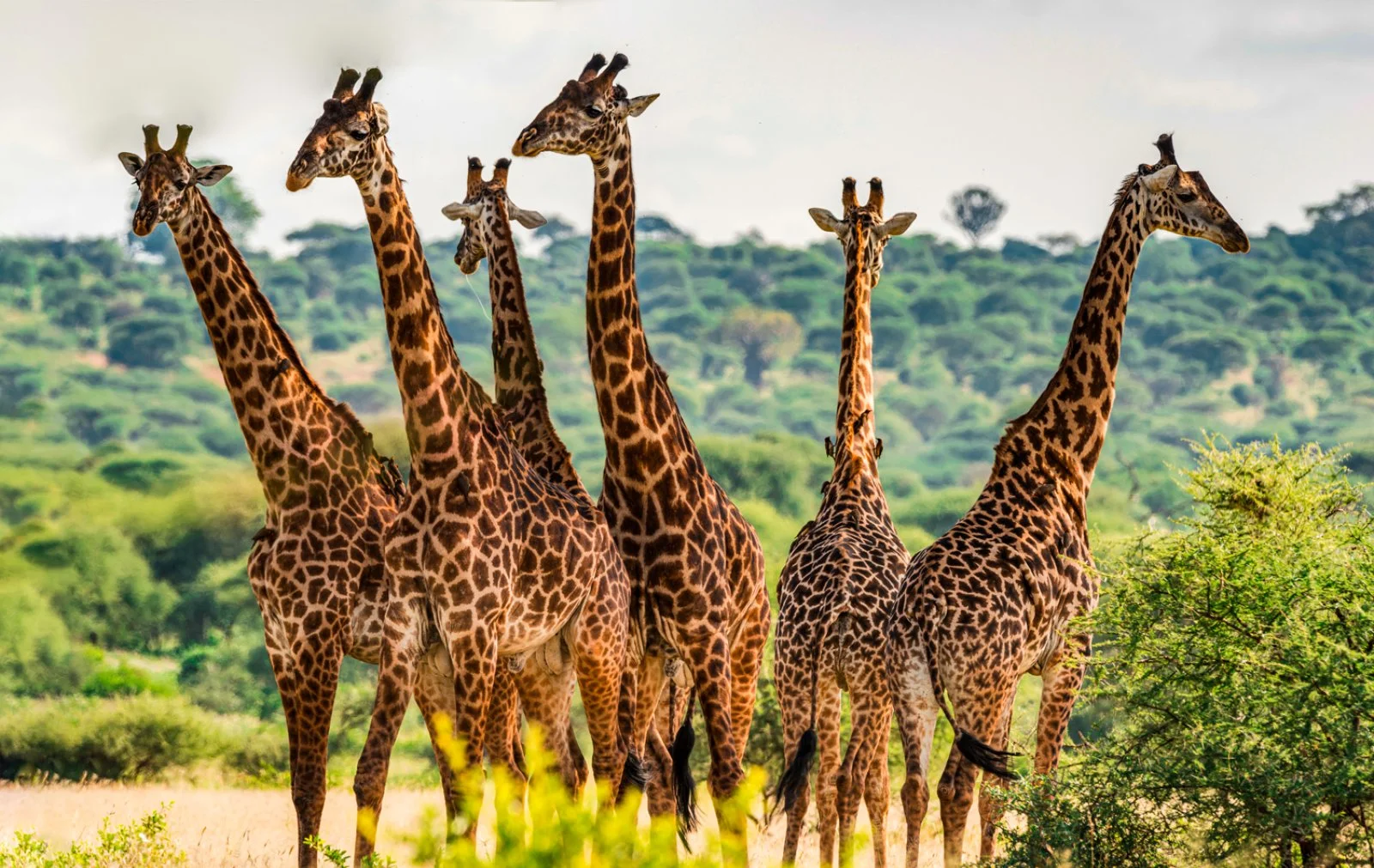 Ngorongoro - Tarangire - immagine 2 di 3