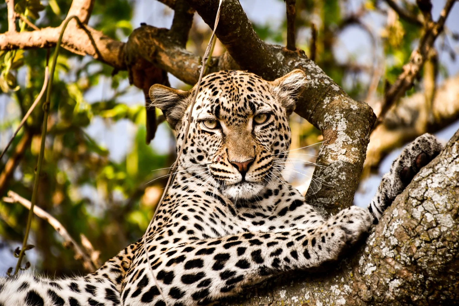 Safari Tarangire Ngorongoro Explorer Zanzibar Safari Tarangire Ngorongoro Explorer Zanzibar