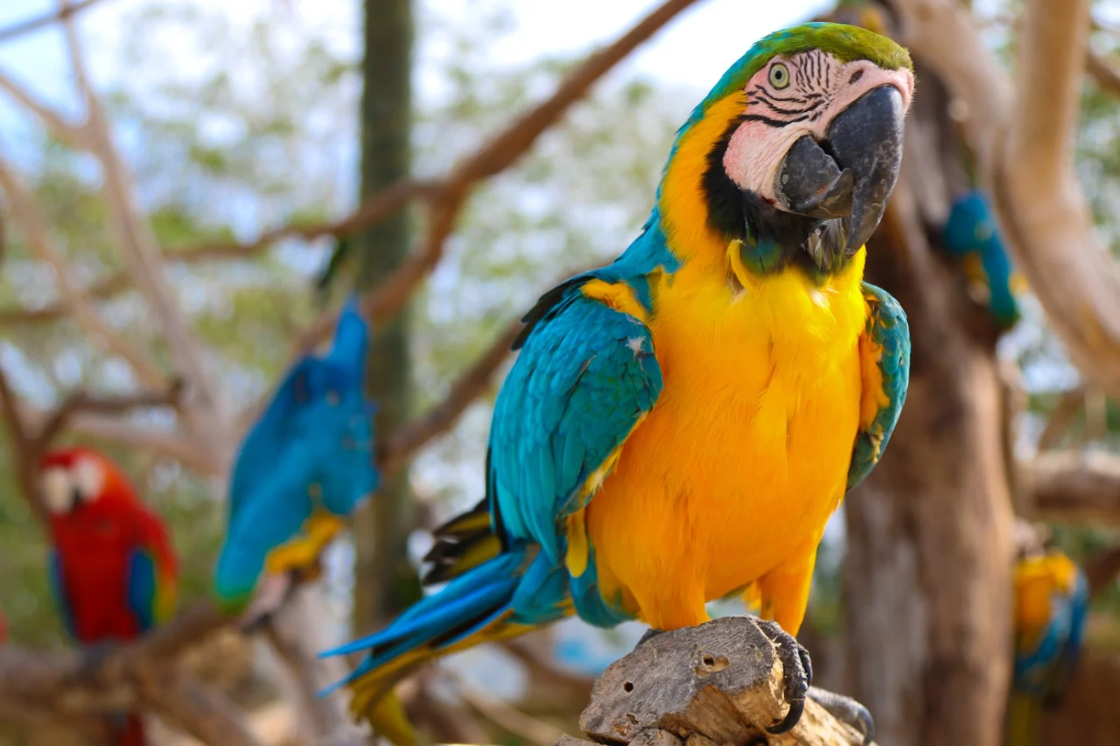 BARÙ/AVIARIO NACIONAL/BARÙ (26 km) - immagine 2 di 2
