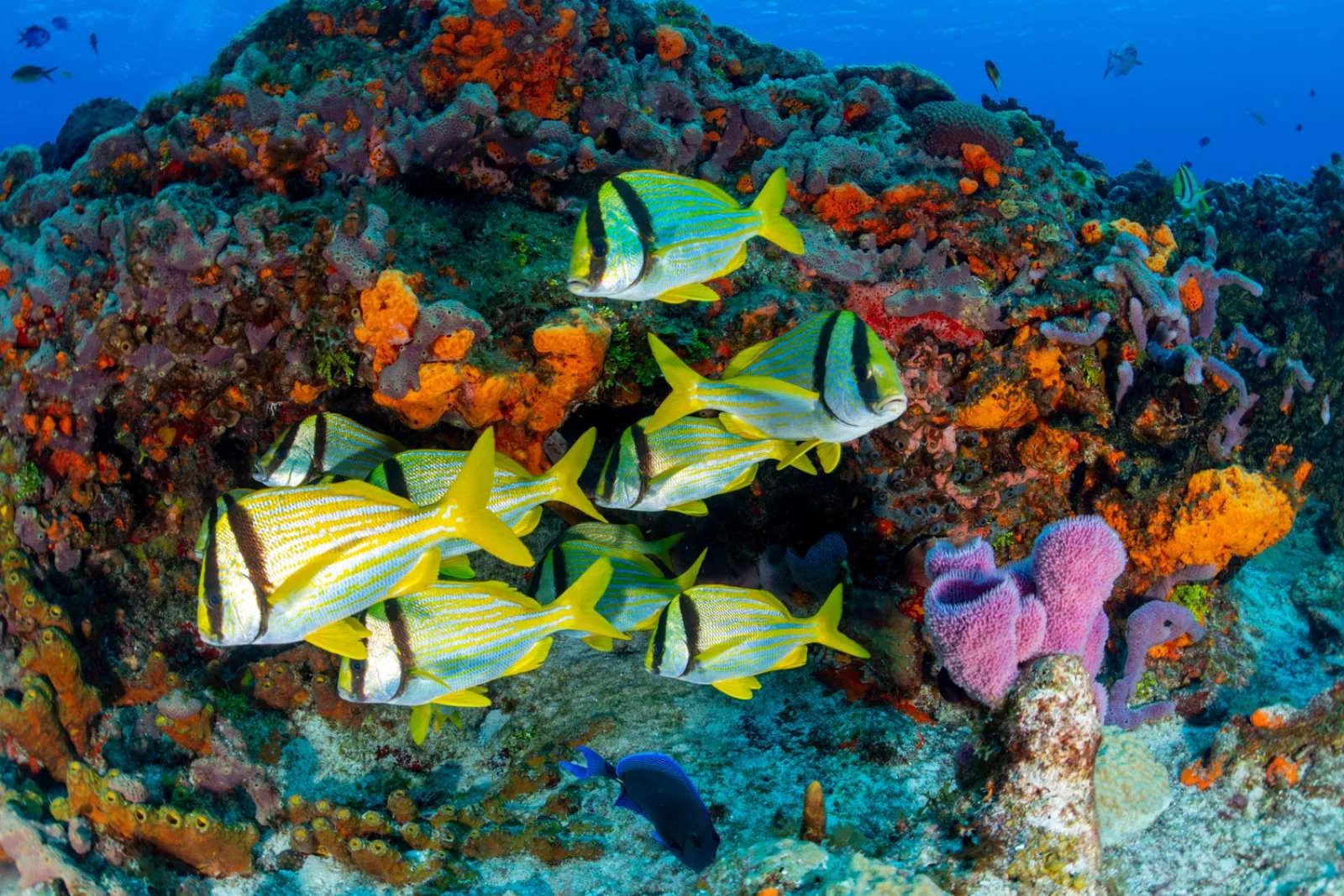 Cancun/Cozumel - immagine 4 di 4