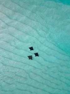 ISLA RETREAT GUESTHOUSE – Maldive