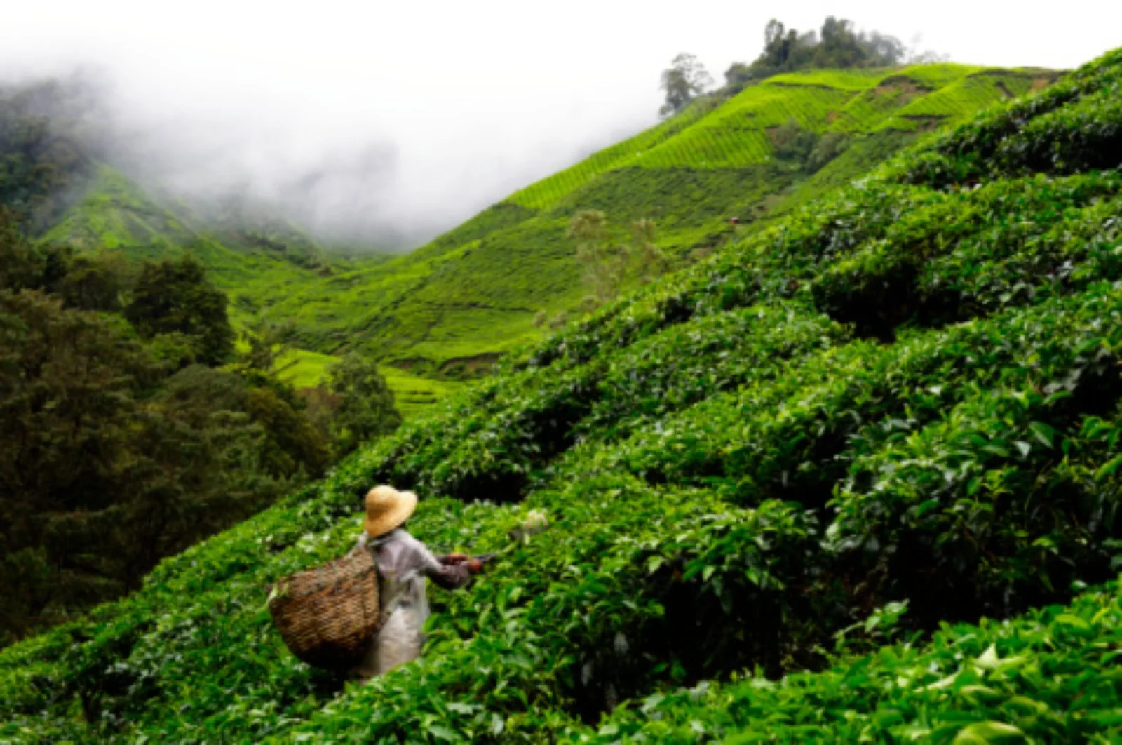 Kuala Lumpur - Cameron Highlands - immagine 1 di 3