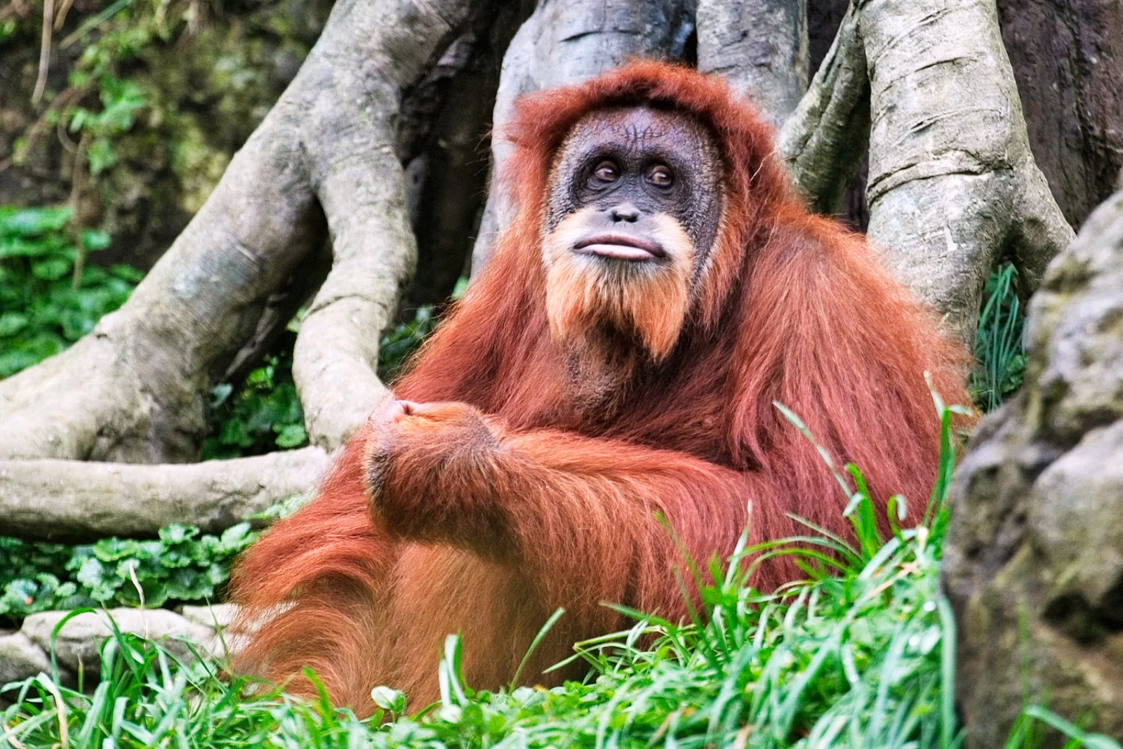 Belum - Penang/George Town - immagine 1 di 4