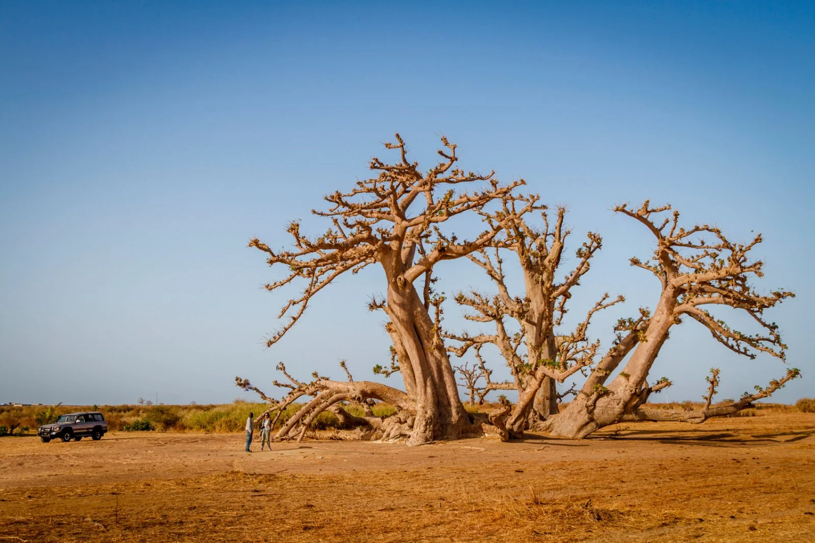 Tour Dakar & Baobab Experience 5* 