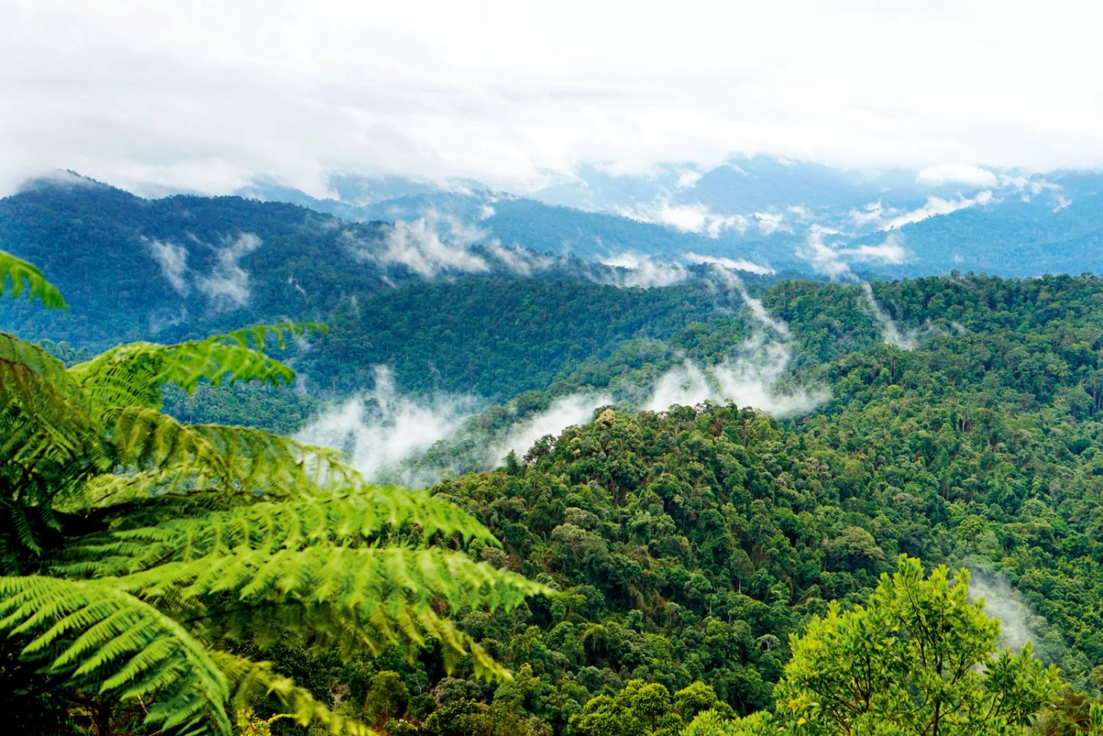Royal Belum Rainforest - immagine 3 di 4