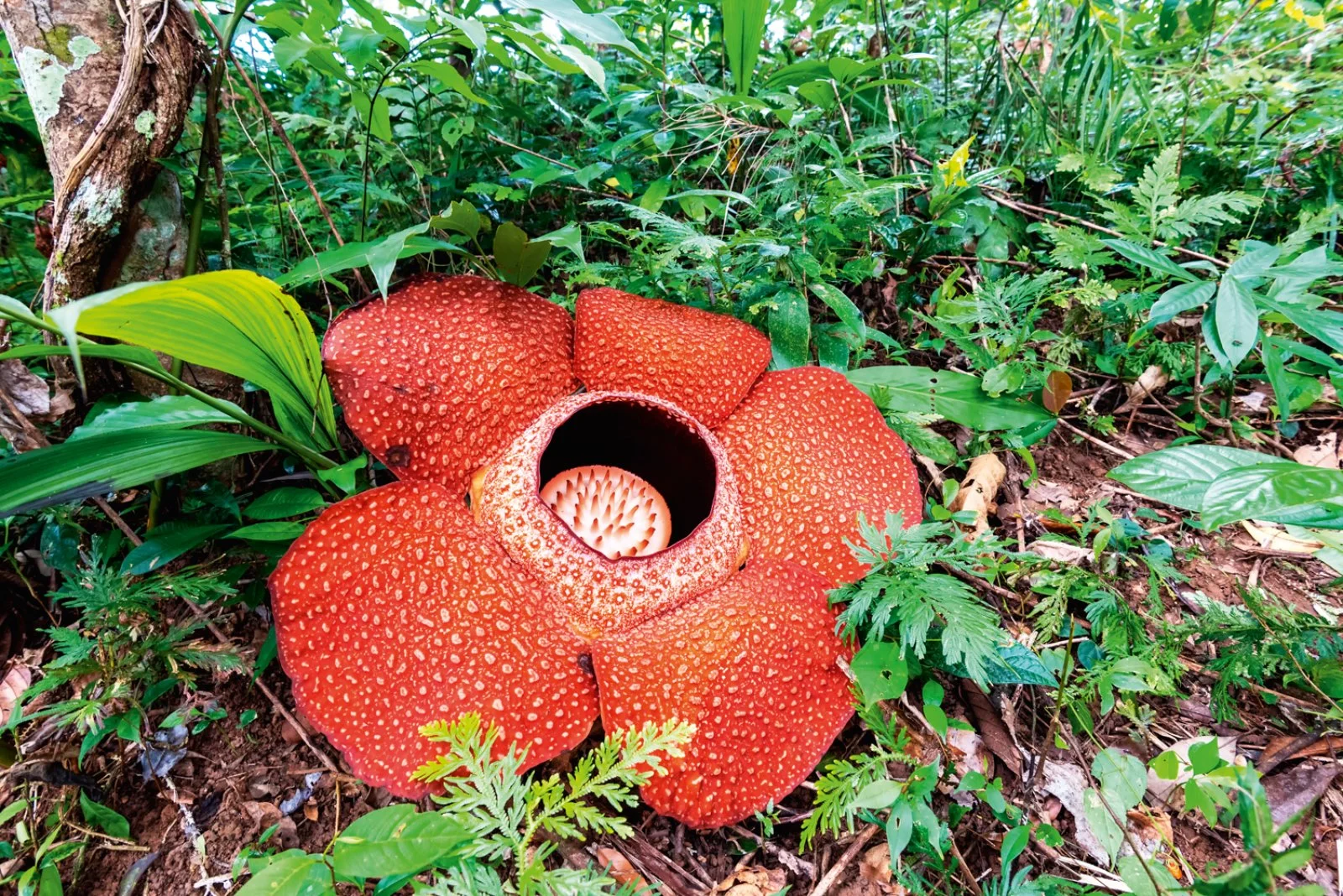 Royal Belum Rainforest - immagine 2 di 4