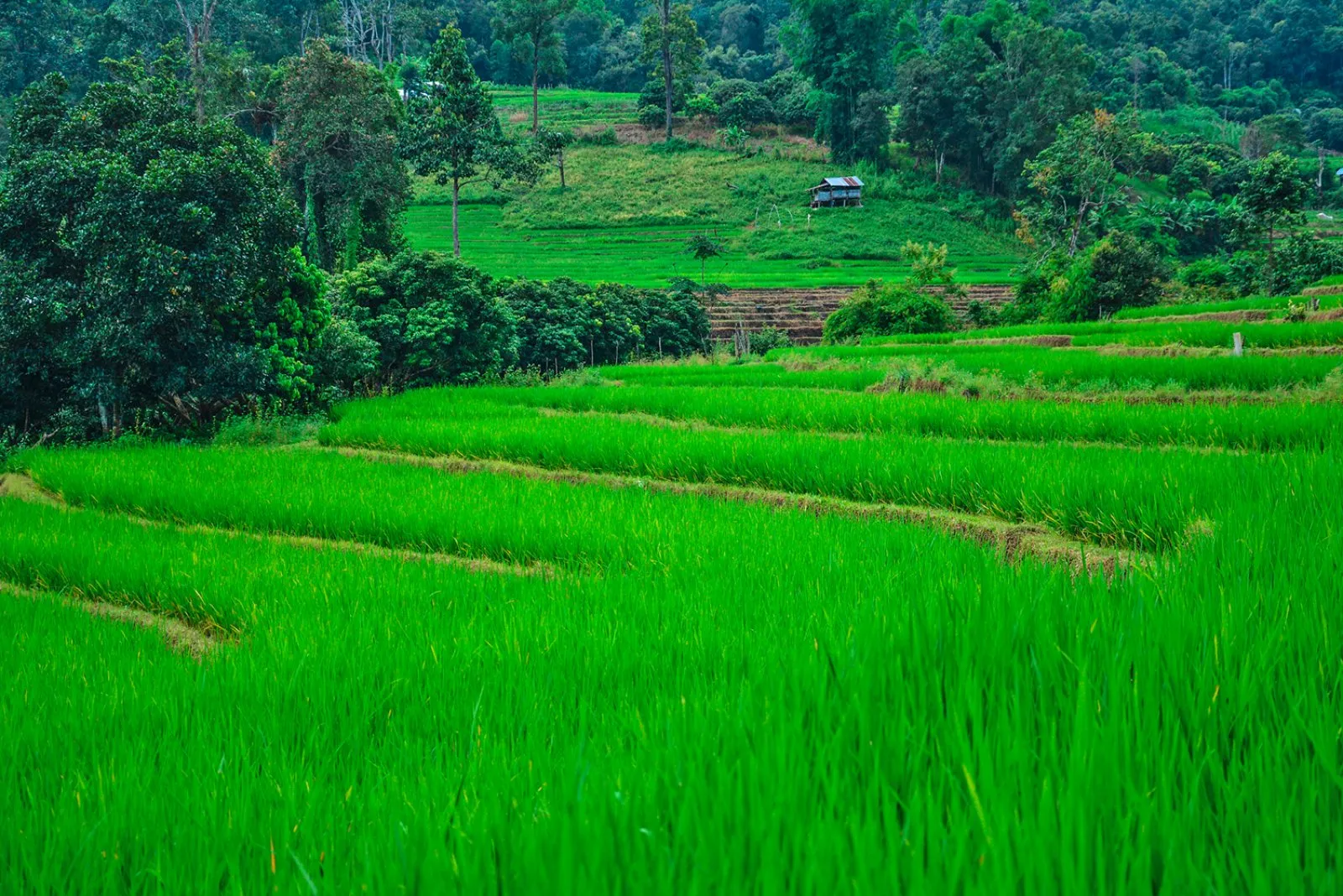 Chiang Mai - immagine 4 di 4