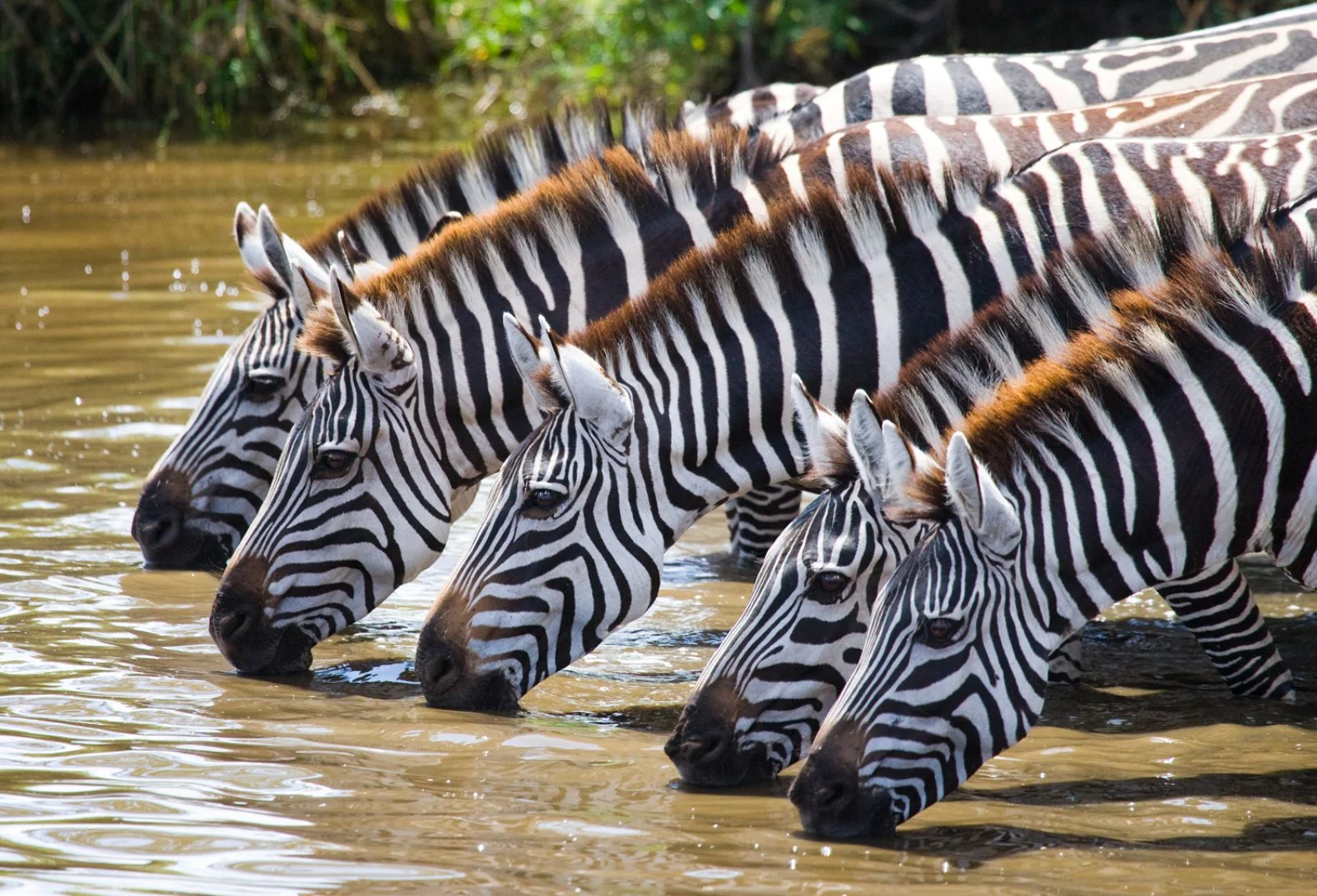 Serengeti National Park - immagine 2 di 2