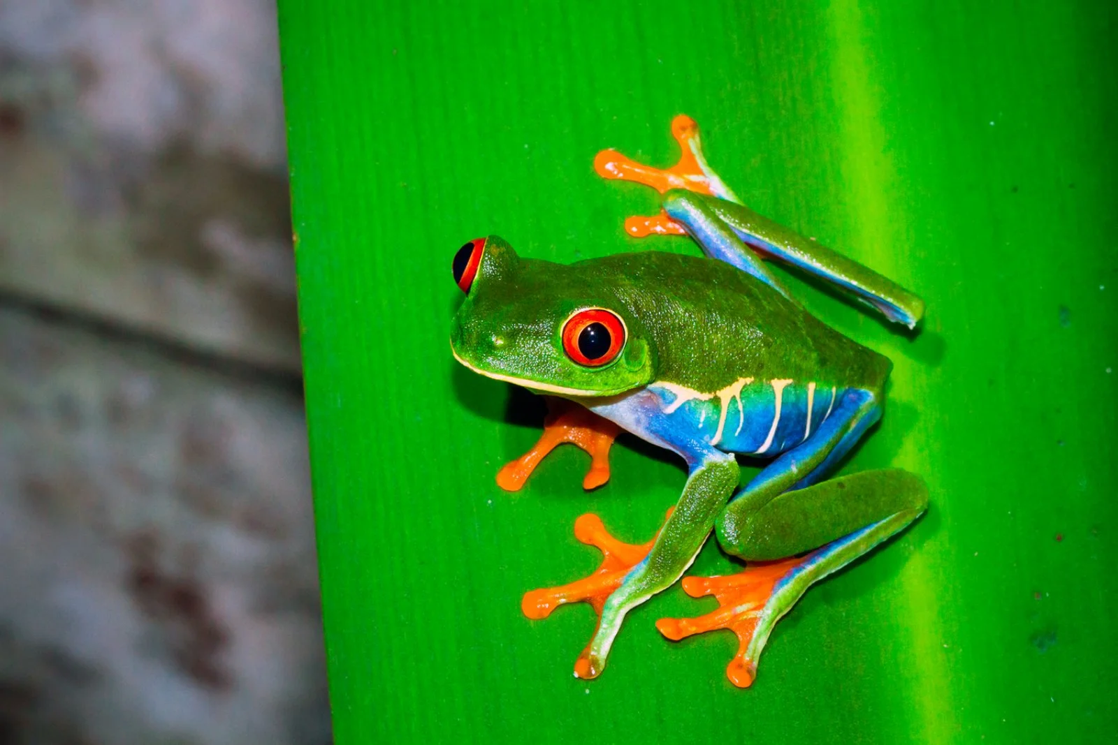 Made In Costa Rica Made In Costa Rica