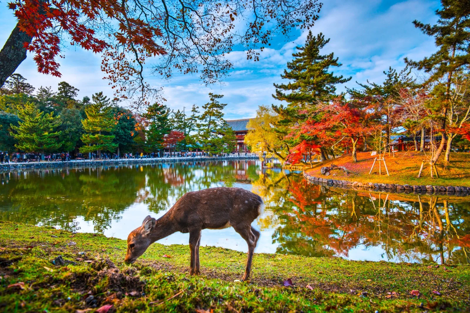 Kyoto - Nara - Kyoto