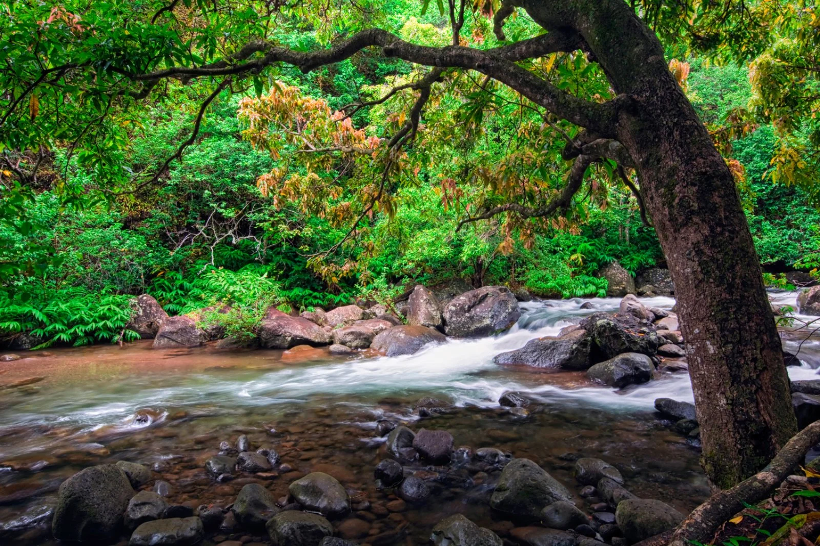 Maui
