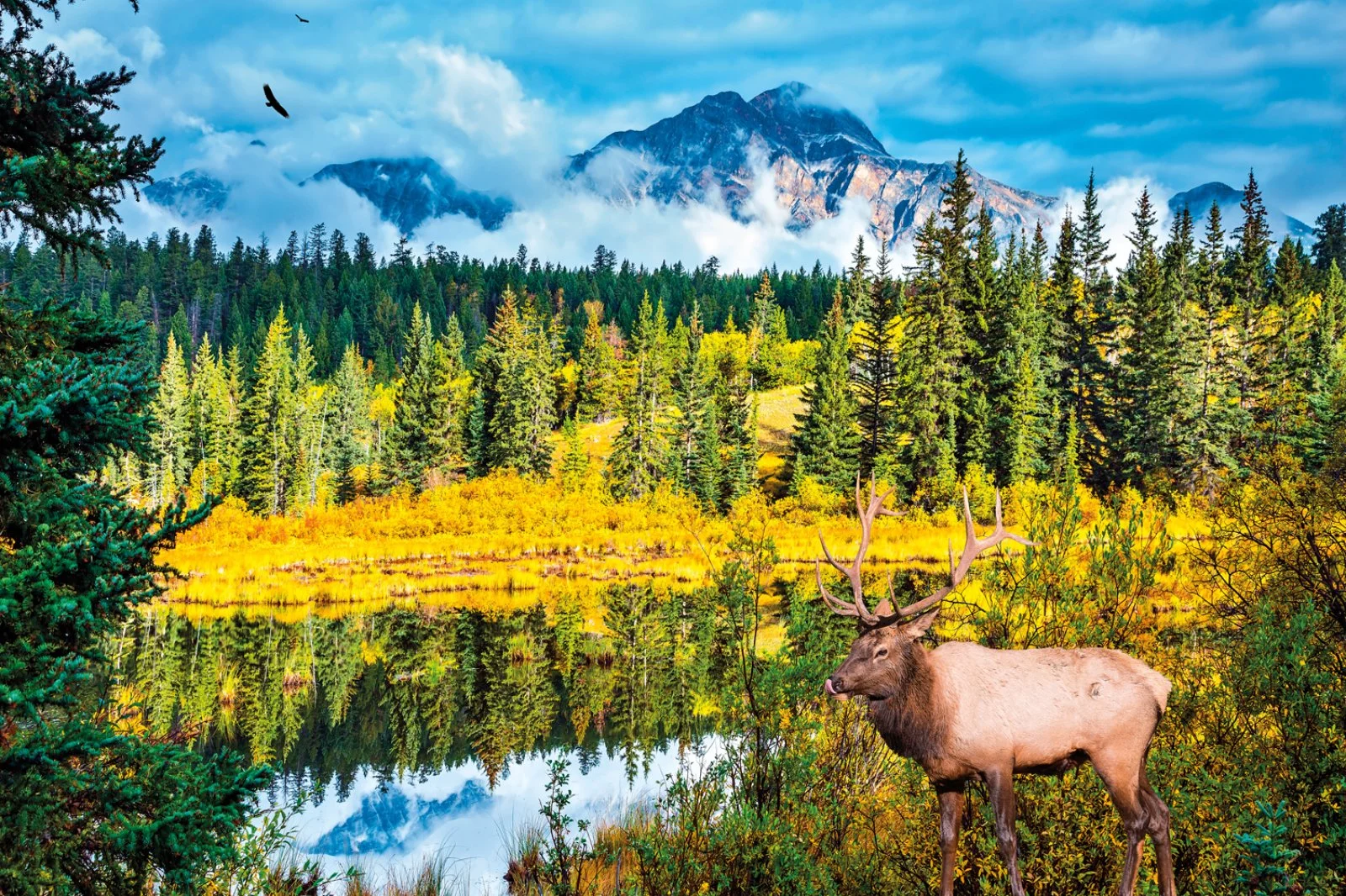 Jasper - Sun Peaks - immagine 3 di 3