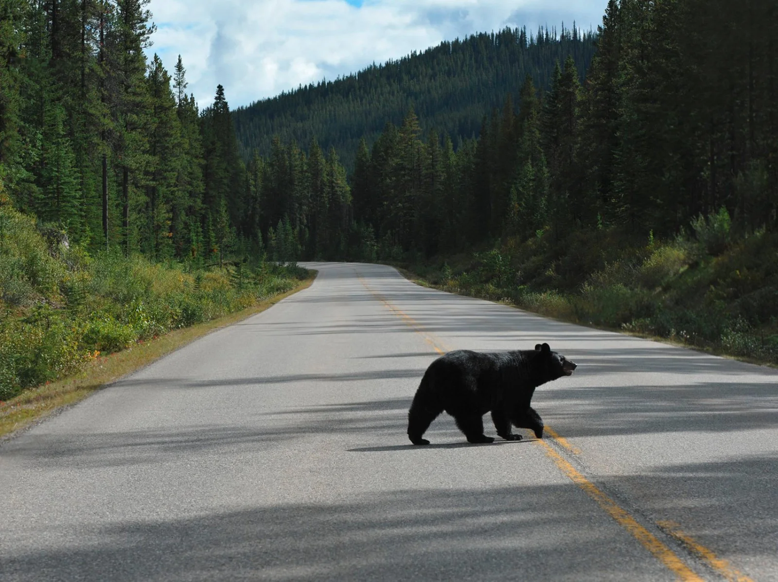 Jasper - Sun Peaks - immagine 1 di 3