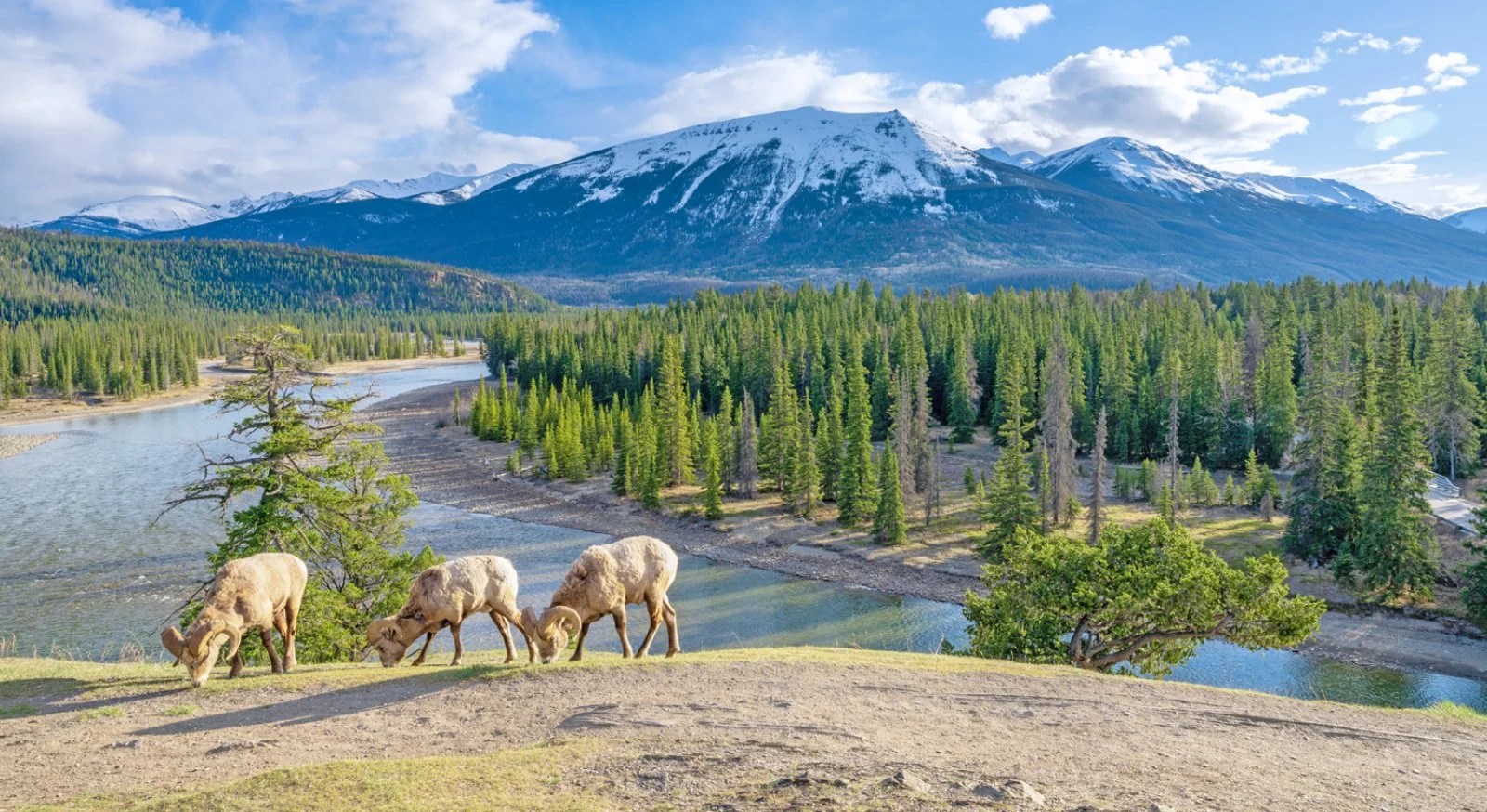 Jasper - Sun Peaks - immagine 2 di 3