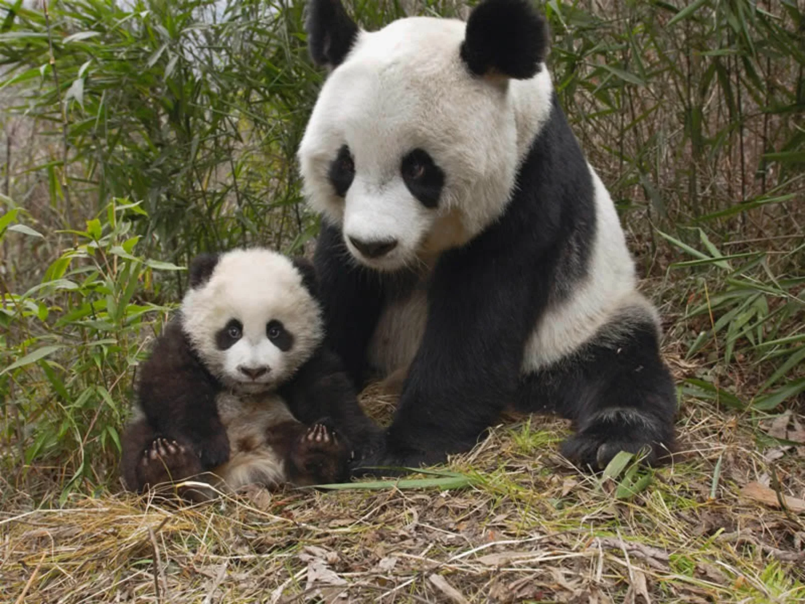 Chengdu
