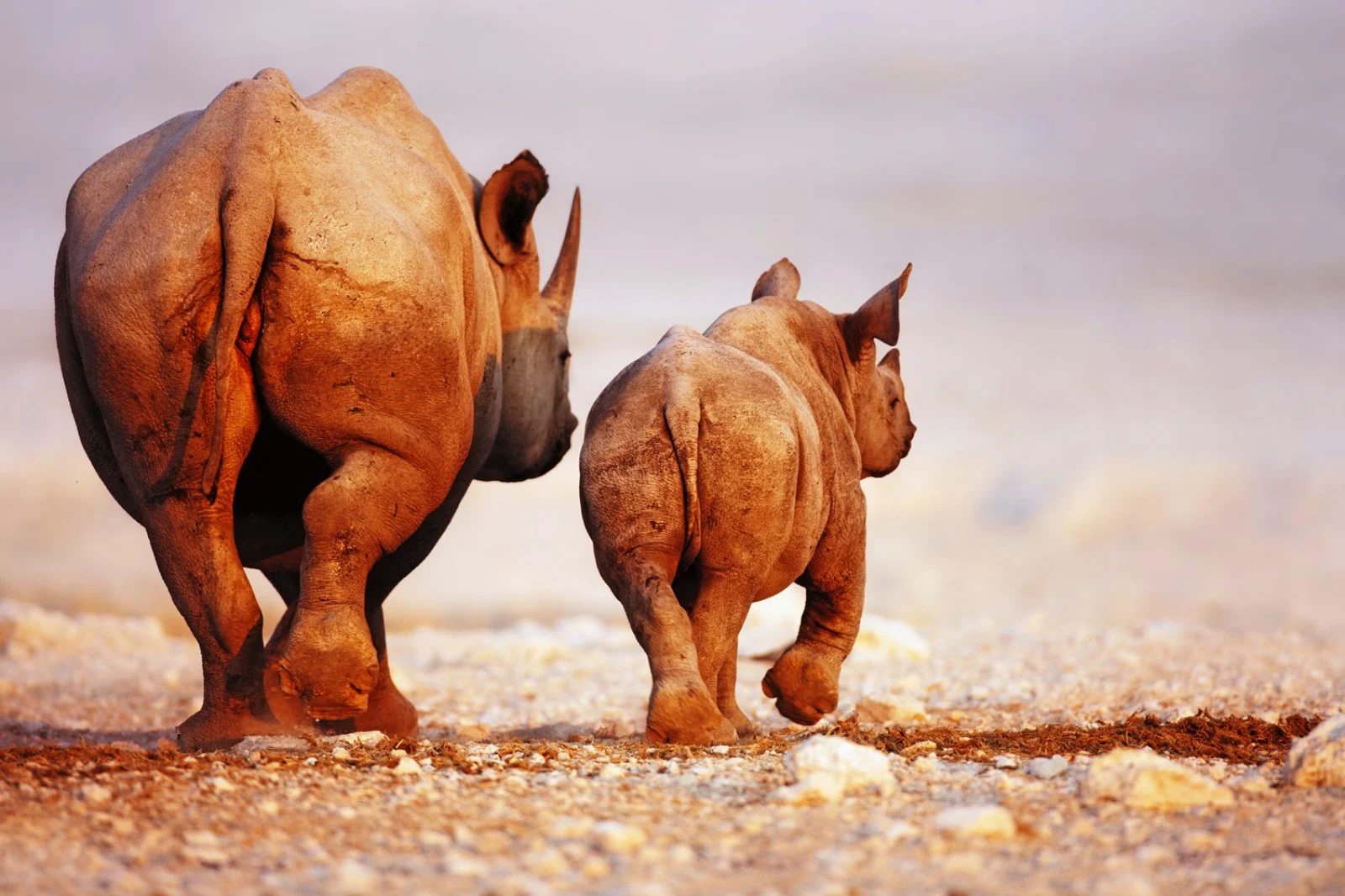 Etosha National Park - immagine 2 di 2
