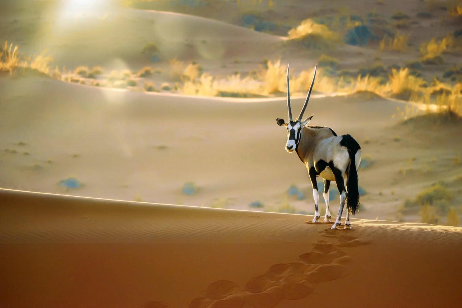 Parco nazionale di Namib - Naukluft - immagine 1 di 2