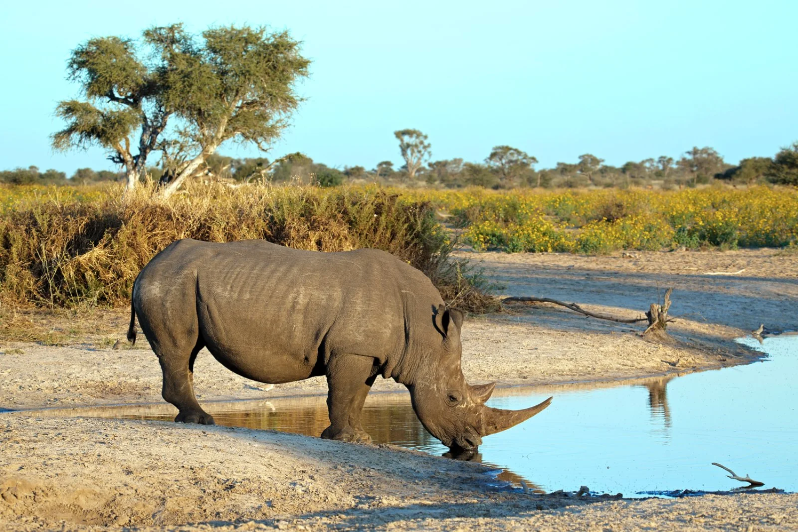 Johannesburg - Hoedspruit - Riserva di Moditlo - immagine 3 di 5